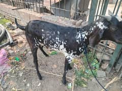 bakra