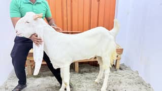 Gulabi Qurbani ka heawey weight khubsoorat bakrey