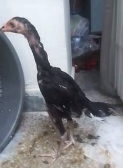 aseel lasani age 3.5 sel aur exchange bird