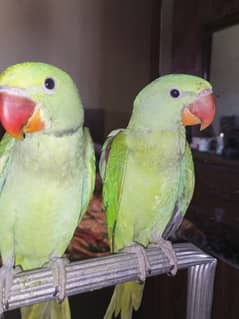 Active Parrot