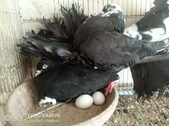 black faintail pigeon
