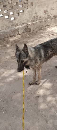German Shepherd | Dog  | GSD | German Shepherd Dog For Sale