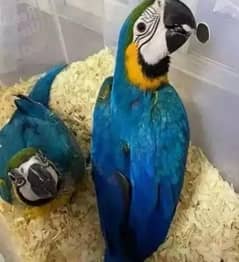 blue macaw parrot call number 03253680967