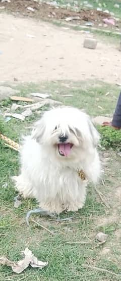 dog