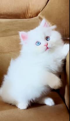 Persian cat for sale male or female my WhatsApp03286487884