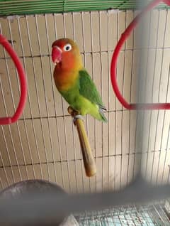 fisher parrot female