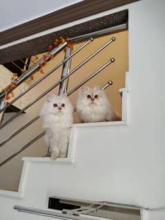 Persian cat, Triple coted, little train,Punch face