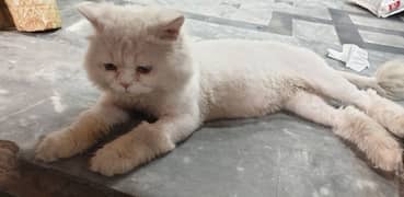 persian cat