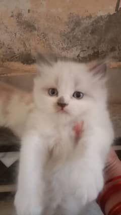 Himalayan Persian kittens sale