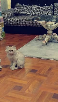 Persian young cat for sale