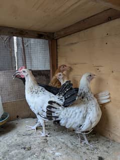 Chicks pair for sale