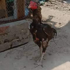 2 murga or ak murgi ha