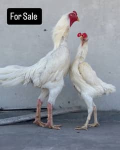 White O Shamo Chicks | King Shamo | Shamo Breeder Pairs | Shamo Chicks