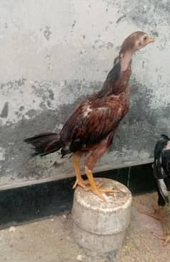 aseel chicks age 2 month
