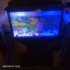 fish aquarium