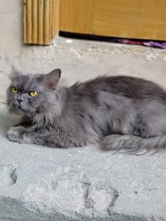 Persian male