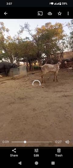 Bakra 2 Saal breeder for sale