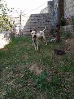 bully guiltar dog
