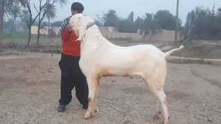 Qurbani lagne wala Rajan Puri Bakra for sale Call _ 03433066498