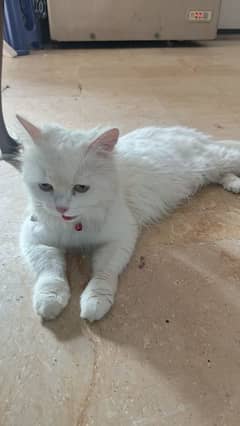 PERSIAN CAT