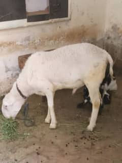 Mundara Dumba For sale Qurbani 2k25