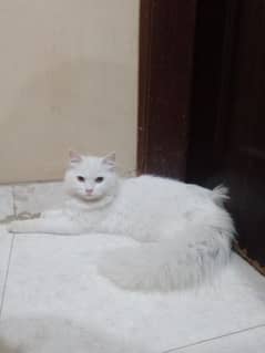 Persian male cat