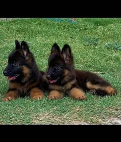 German shepherd puppies Double Coat Whatsapp 03221185228