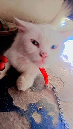 cute cat 1 Year age 0304 0130748