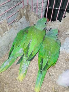 Kashmiri raw parrot