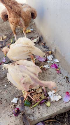 Aseel pair available ha pair final 6000 what: +92 3420539349