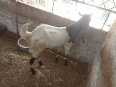 Khassi 2 dant bakra for Qurbani