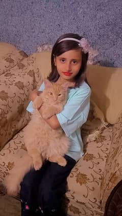 cat gi