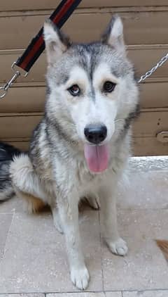 siberian