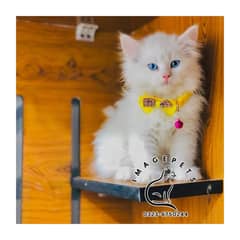 Perchin kittens available