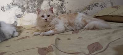 Male Persian cat