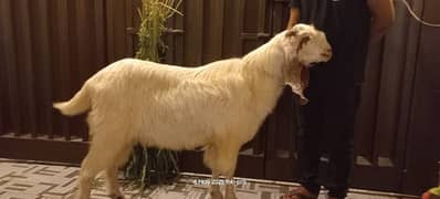 Qurbani Sweden Breed