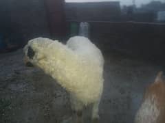 moundra for sale