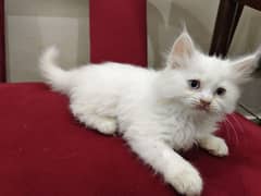 Female Blue-eyes WHITE KITTEN FOR SALE
