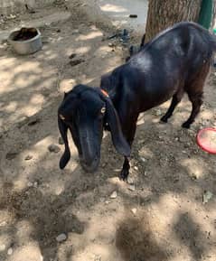 goats for sale total 4 animals