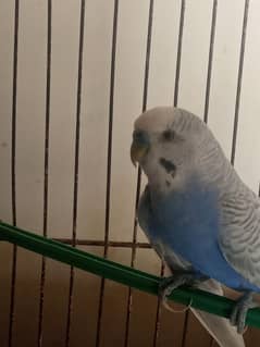 Australian Bird's for sale urgent sale