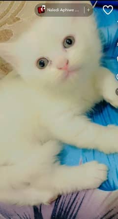 triple coated healthy fluffy kitten