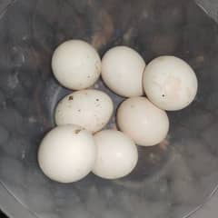 fresh aseel eggs.