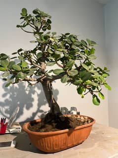 ficus