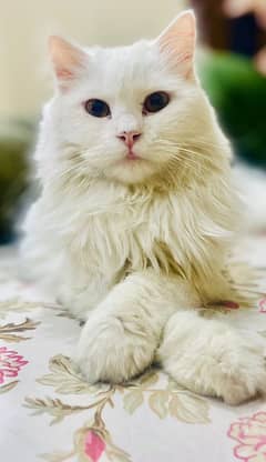 male persian cat for sale triple coat