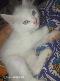 male cat
