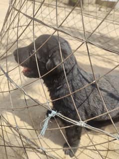 German shepherd triple code