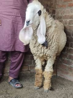 2 chtray qurbane Kay