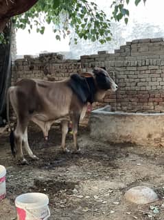 Bachra for sale