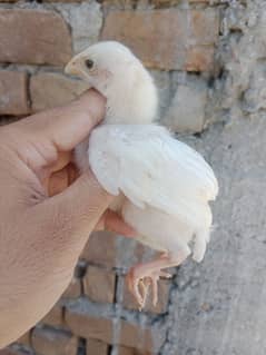 paper white aseel chicks for sale