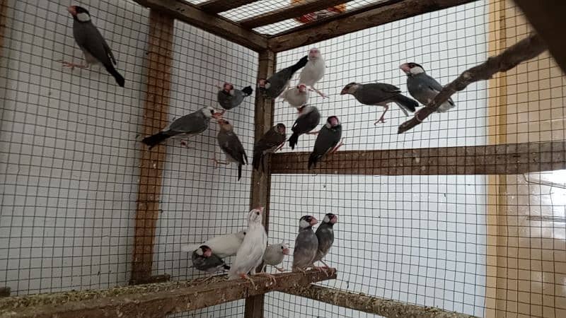 Jambo size mazboot cages available. . . java birds also available 2